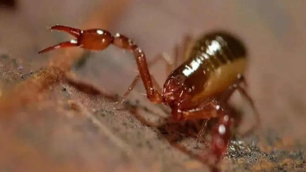 توقعات برج العقرب.. نصائح مهنية ومالية لمواليد البرج في يوم 8 فبراير 2026